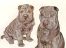 tableau chien Sharpei